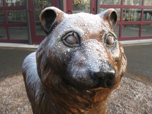 Cryogenic Bear
